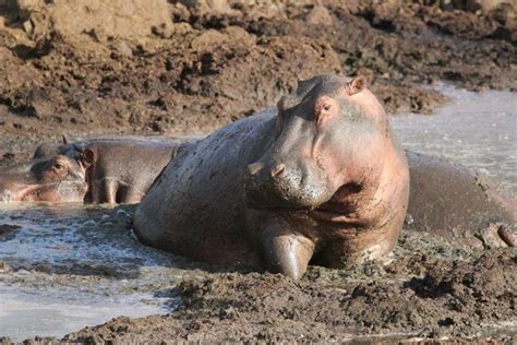 Mud: A Habitat for Surprising Creatures and Plants