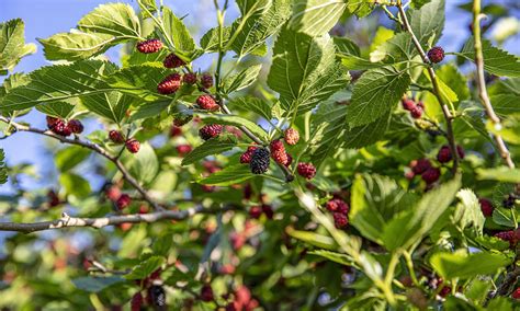 Mulberry Trees in Art and Literature: Inspiring Creativity and Imagination