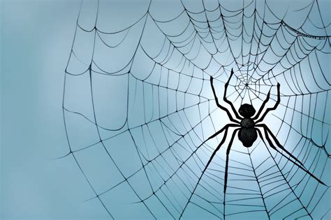 Multiple Perspectives on Dreaming about Infant Arachnids