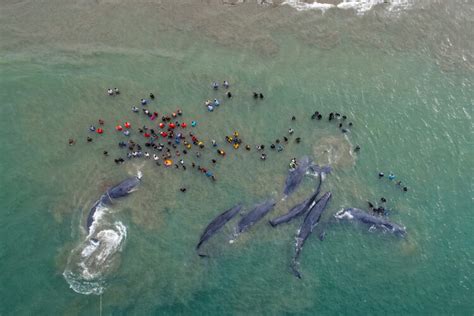 Mysterious Disappearances: Investigating Whale Strandings