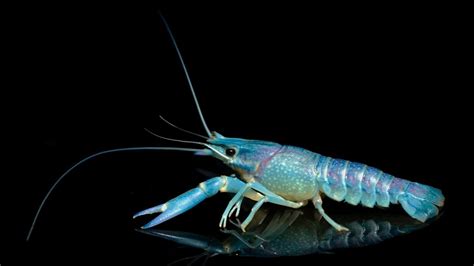 Mysterious Encounters: Dark Crayfish in Folklore and Legends