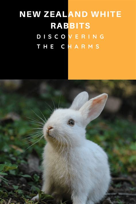 Mysterious Insights: Unveiling the Enigma of Rabbit Hunting Dreams