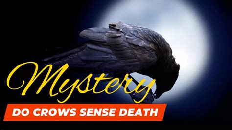 Mysterious Occurrence of Crow Demise