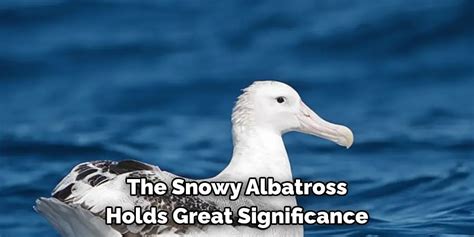 Mystical Meanings Behind a Rare Snowy Avian: The Captivating Significance