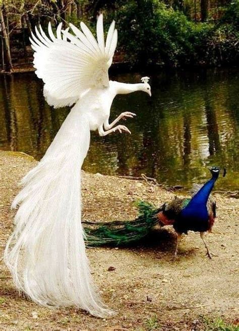 Myth and Legend Surrounding the Majestic Albino Peafowl