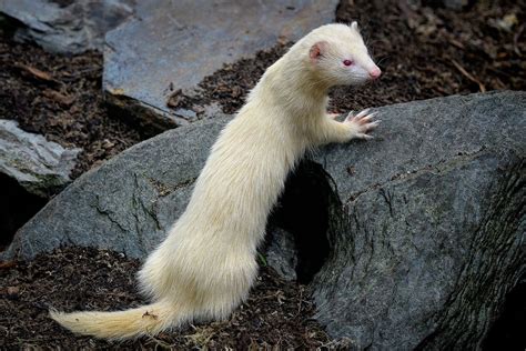 Myths and Legends: Unraveling the Enigma of the Ethereal Albino Ferret