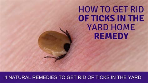 Natural Home Remedies to Eliminate a Tick in Your Ear