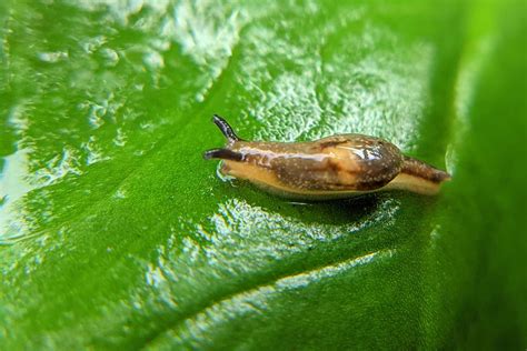 Natural Methods to eliminate Slugs Infestation