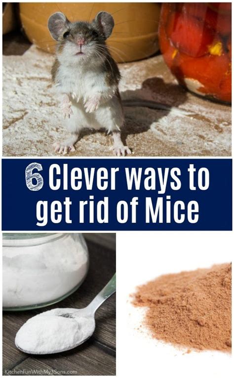 Natural Remedies to Deter Mice: Which Methods are Truly Effective?