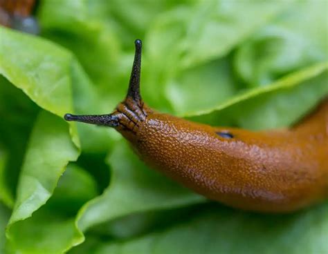 Natural Slug Control: Attracting Slug Predators