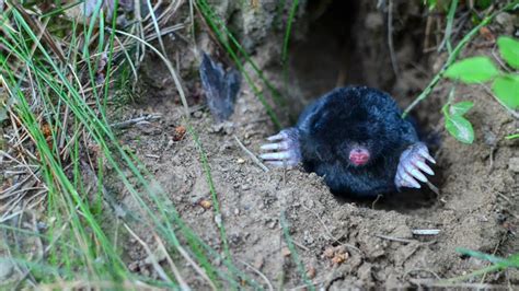 Natural Solutions for Mole Elimination: Debunking the Truth of Non-Invasive Methods