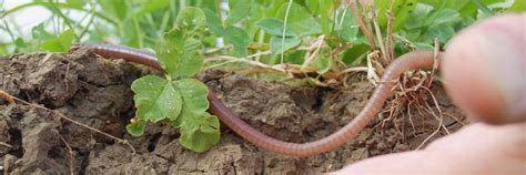 Nature's Architects: How Massive Earthworms Transform Soil and Construct Environments