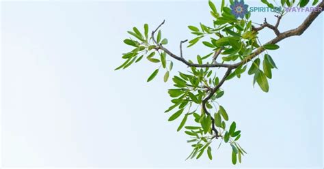 Nature's Connection: Unlocking the Meaning of Tree Branches