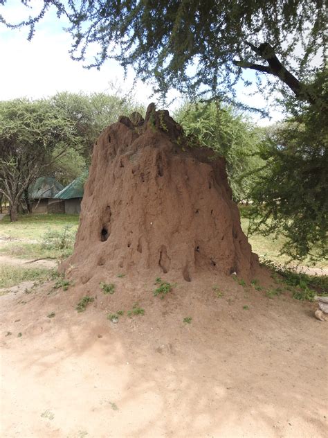 Nature's Ingenious Builders: Termite Mounds