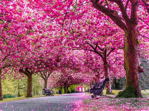 Nature's Masterpiece: Magnificent Blossoms in Full Blossom