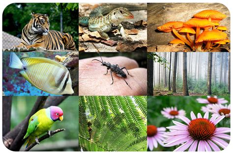 Nature's Message: Exploring the Ecological Importance of the Tiger and its Symbolism