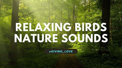 Nature's Symphony: The Melodious Sounds of the Great Outdoors