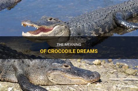 Navigating Emotional Waters: Understanding the Psychological Significance of a Tiny Crocodile in Dreams