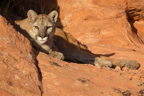 Navigating Life's Challenges: Discovering Guidance and Empowerment in Cougar Encounters