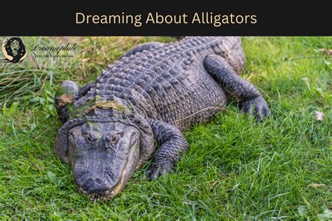 Navigating the Complexities of Dreaming of Battling an Alligator