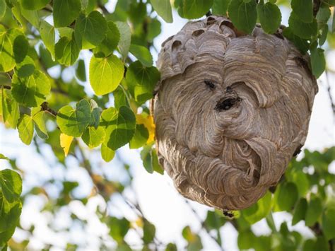 Navigating through Fear and Empowerment: Hornet Nests as a Dream Symbol