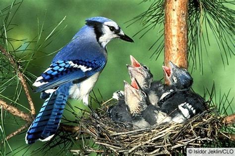 Nesting Behaviors: Witnessing the Meticulous Family Life of the Majestic Jay