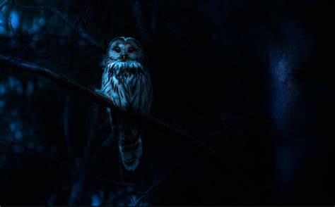 Night Terrors or Supernatural Encounters? The Mystical Nature of Owl Nightmares