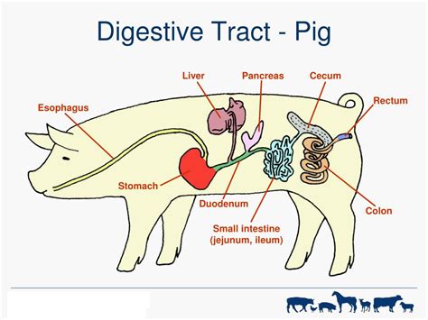 Nightmares or Warnings? Understanding the Negative Meanings of Porcine Digestive Tract Dreams