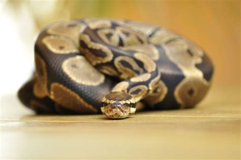 No Ordinary Pet: Unveiling the Unique Traits and Behaviors of Pet Pythons