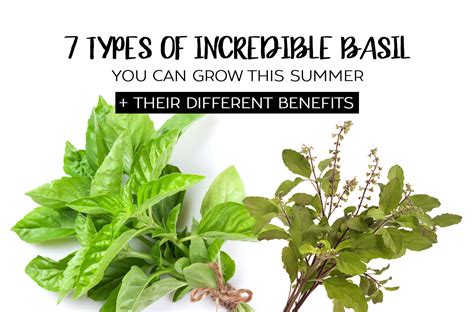 Nourishing Your Basil Plant with Essential Nutrients