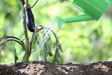 Nurturing Eggplants: Watering, Fertilizing, and Mulching Tips