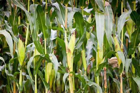 Nurturing Maize Plants: A Guide to a Prosperous Harvest