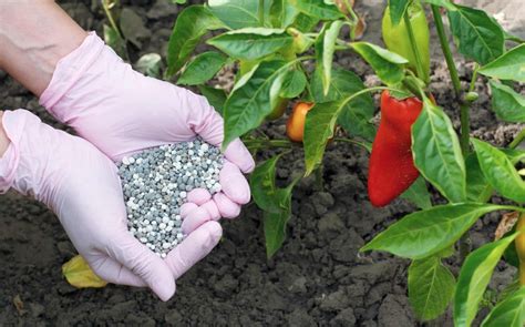 Nurturing Peppers: Watering, Fertilizing, and Pest Control