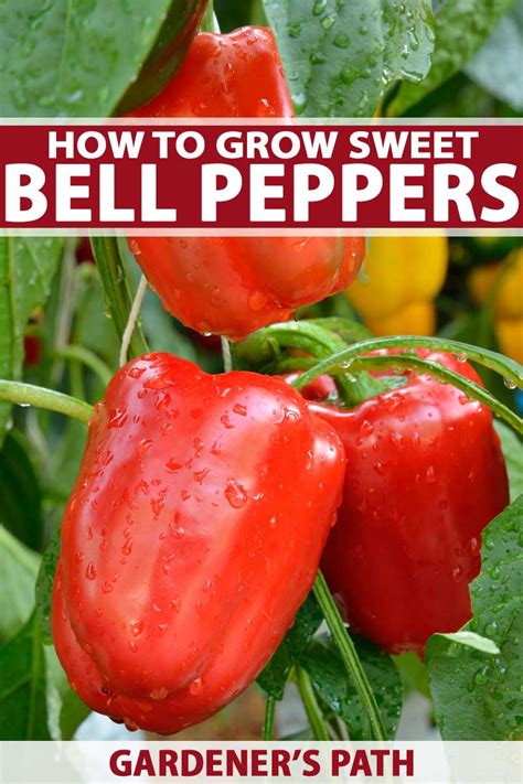 Nurturing Sweet Peppers: Growing and Caring for Your Own Plants