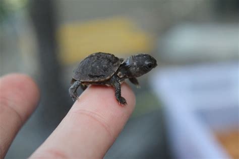 Nurturing Tiny Turtles: From Hatchlings to Adult Turtles