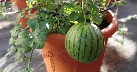 Nurturing Watermelons: Tips for a Successful Grow