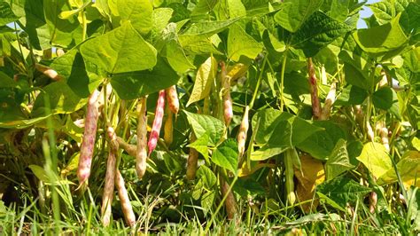 Nurturing Your Bean Plants: Cultivating and Caring for Your Bean Crop