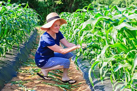 Nurturing Your Corn Crop: Essential Care and Maintenance