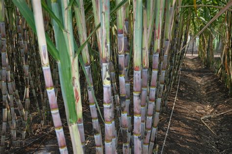 Nurturing Your Crop: Effective Techniques for Sugarcane Care