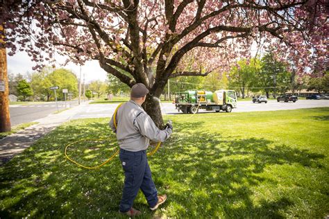 Nurturing Your Pawpaw Orchard: Pruning, Fertilizing, and Pest Control