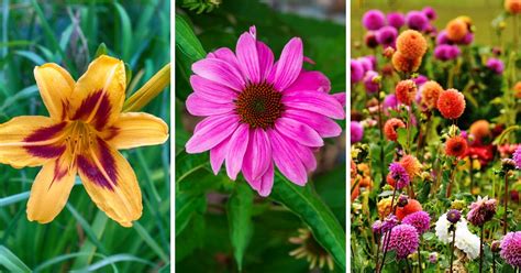 Nurturing Your Plants: Essential Tips for Successful Growth