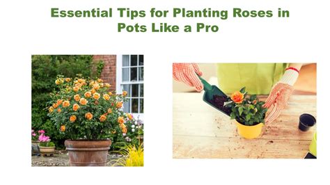 Nurturing Your Roses: Essential Tips for Successful Cultivation and Maintenance