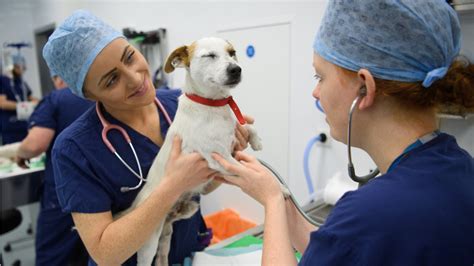 Nurturing Your Skills and Knowledge in Animal Care