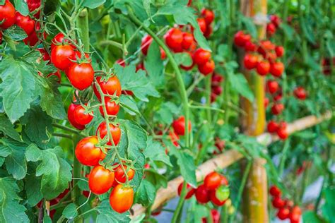 Nutrients for Maximizing Tomato Growth