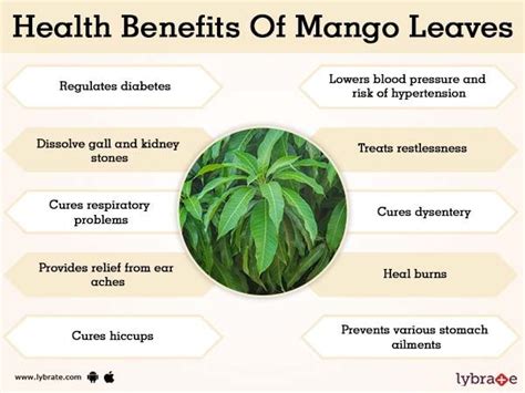 Nutrition and Healing Properties of Mangoes and Their Leaves