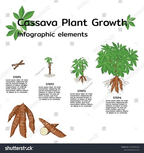 Nutrition for Thriving Cassava Plants: Enhancing Growth through Proper Fertilization and Irrigation