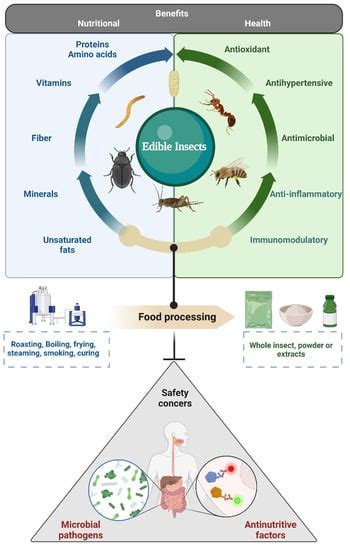 Nutritional Value of Insects: Exploring the Health Benefits of Entomophagy