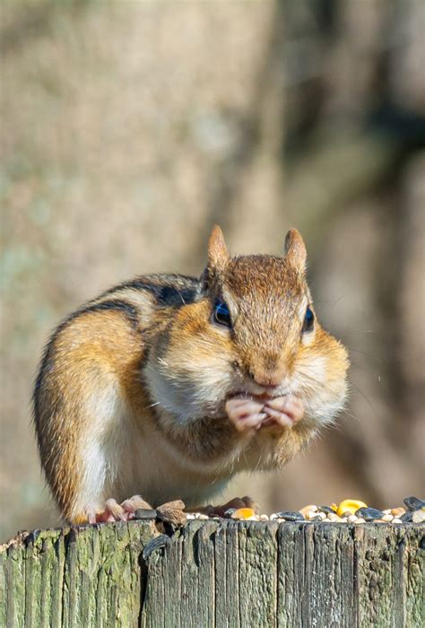 Nutty Business: Unraveling the Chipmunk's Diet and Foraging Habits