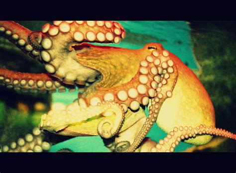 Octopuses in Mythology and Folklore: Insights into their Symbolic Representations