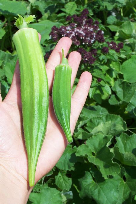 Okra: The Lesser-Known Superfood